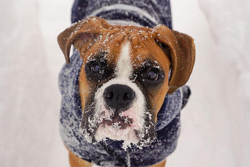 What to Feed a Dog with an Upset Stomach Petpost Petpost™