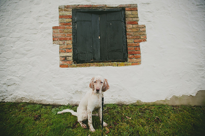 The Secret Hacks for Clean Dog Ears
