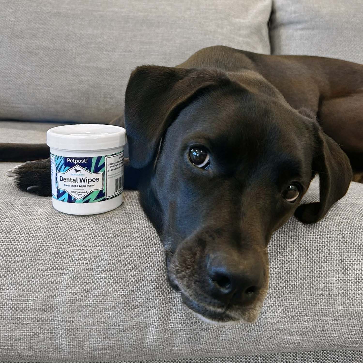 Dental Wipes by Petpost for grooming dogs
