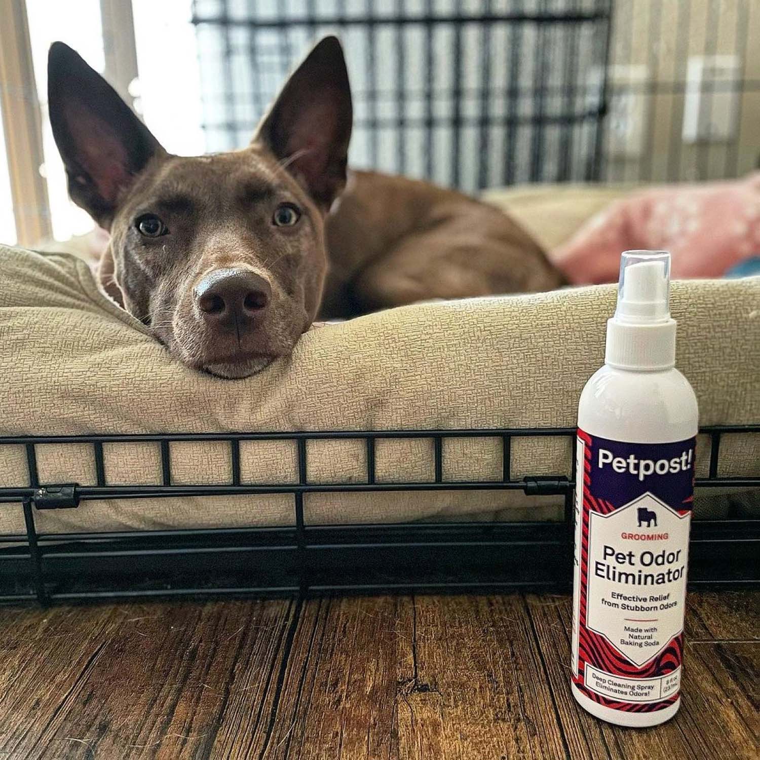 Pet Odor Eliminator by Petpost for grooming dogs