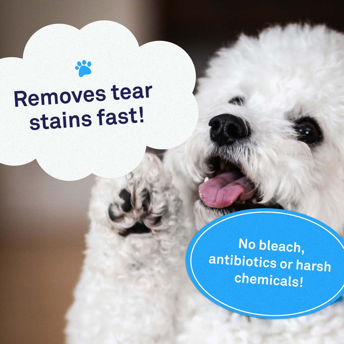 Tear Stain Remover Best Tear Stains Solution for Maltese Petpost™