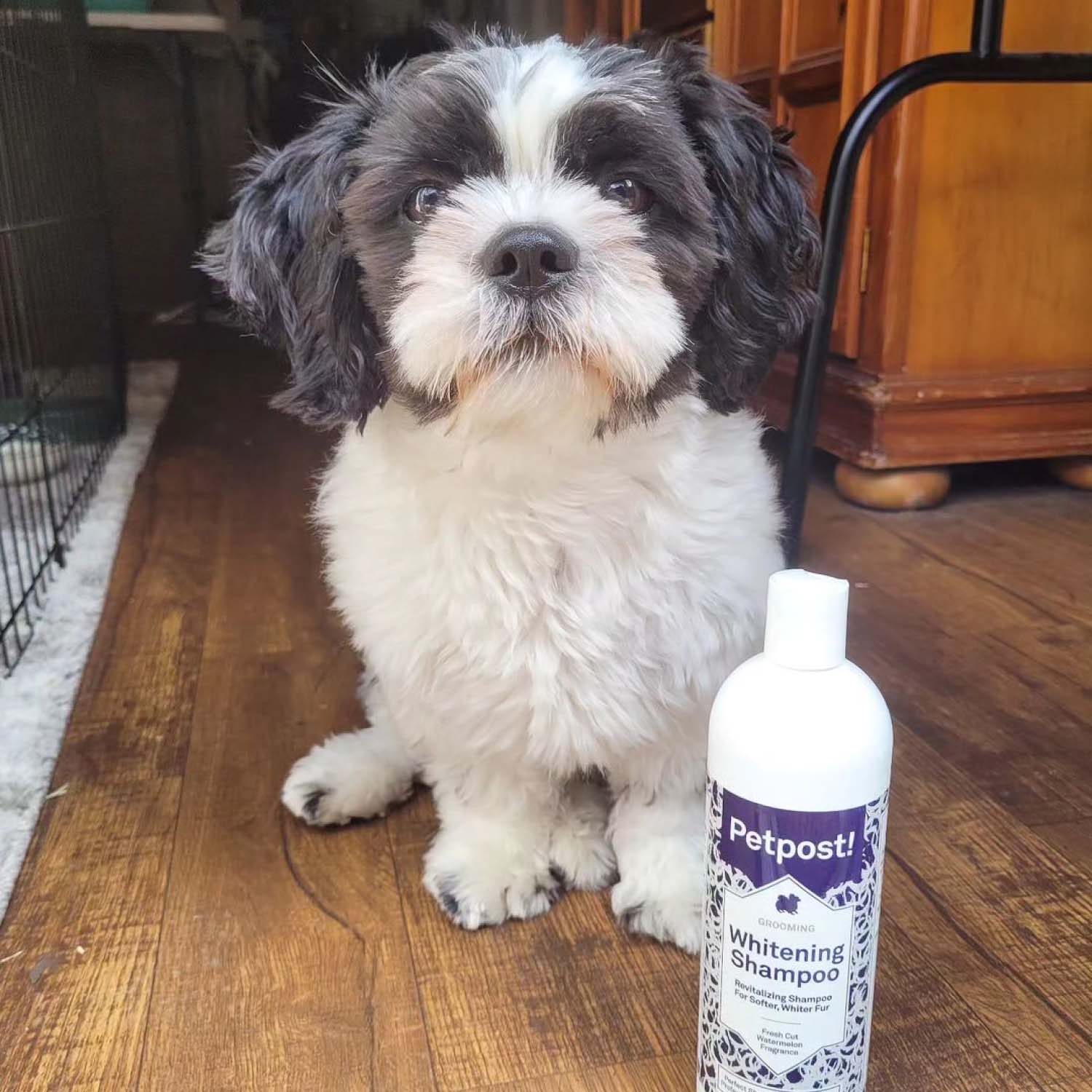 Whitening Shampoo by Petpost for grooming dogs