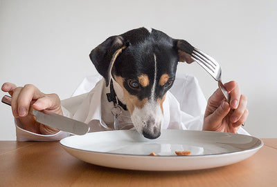 The 5 Best Superfoods to Supercharge Your Dog's Health
