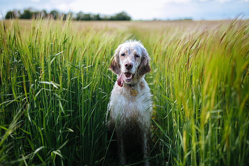 The Ten Commandments of Caring for Senior Dogs