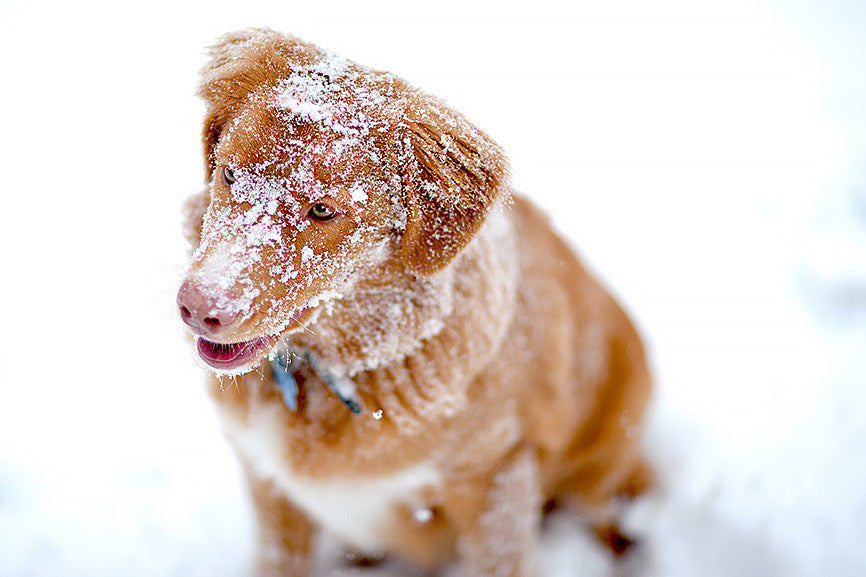 How to Deal with Ice on Your Abominable Snow Dog