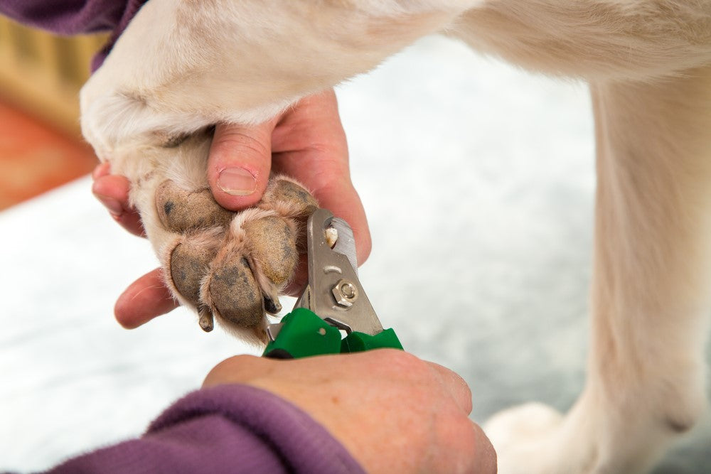 5 Risks of Grooming a Dog and What to Watch Out For | Pet Grooming ...