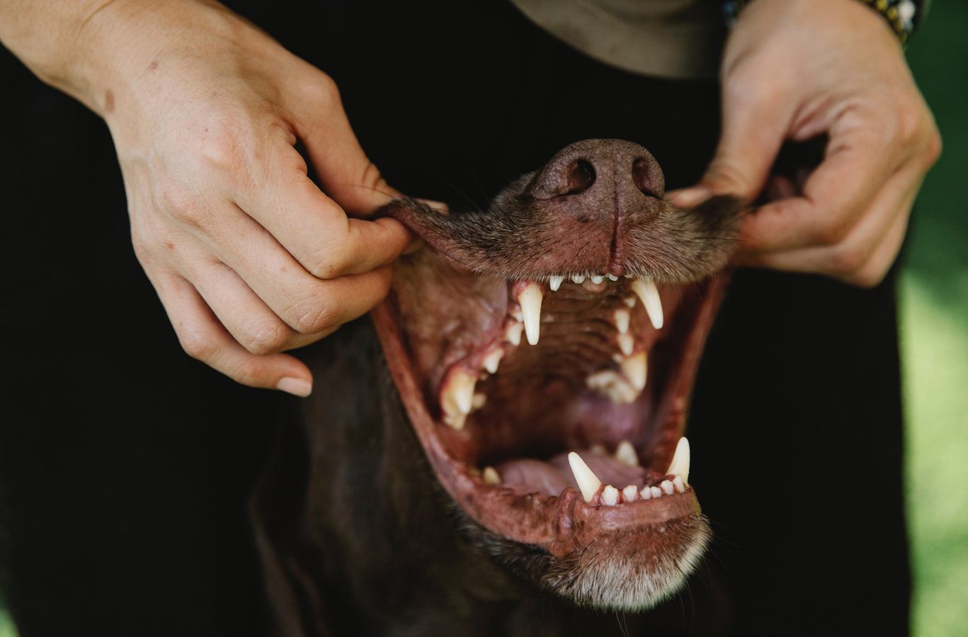 The Ultimate Guide to Dog Dental Care