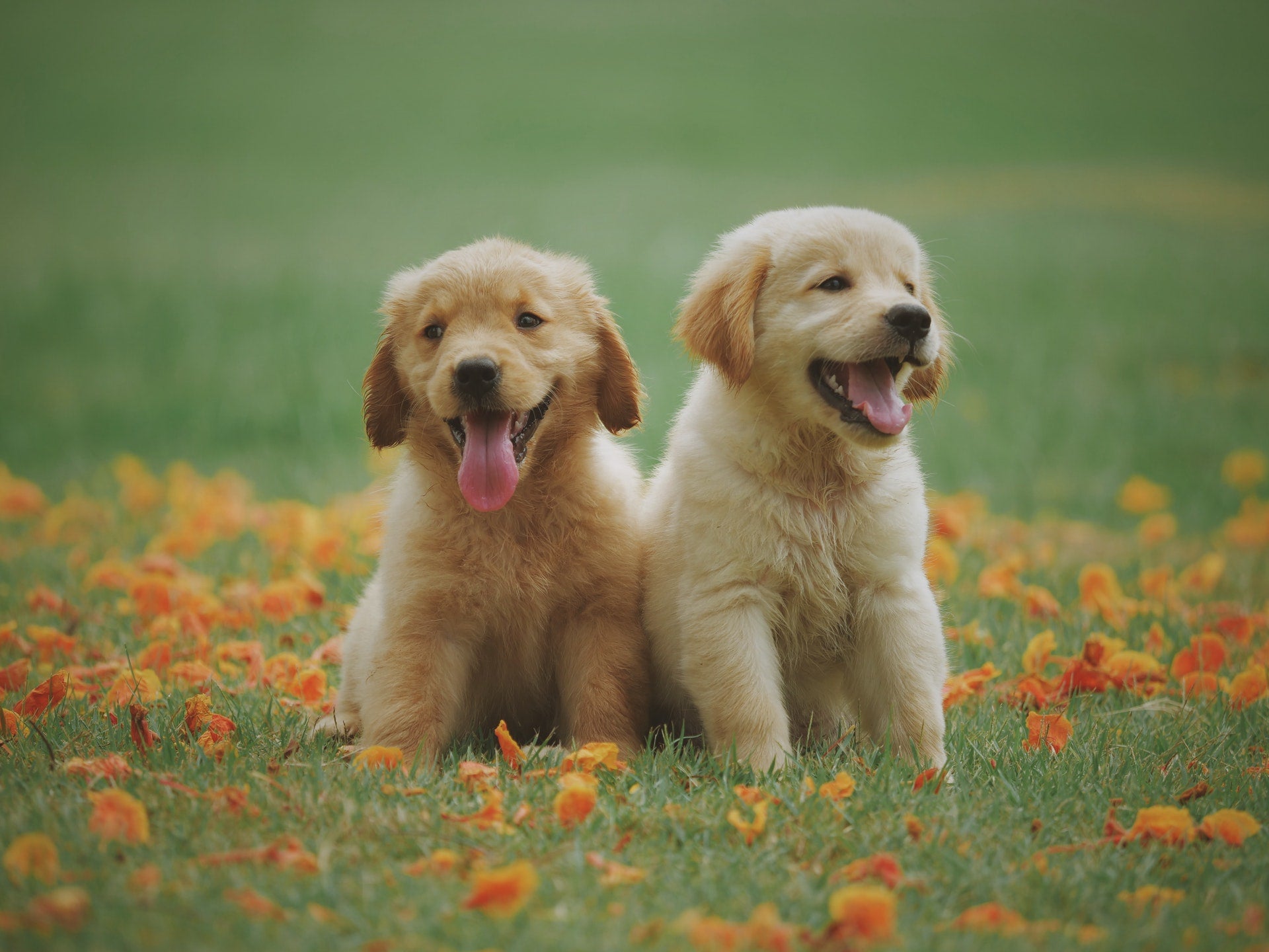 Puppies in Autumn