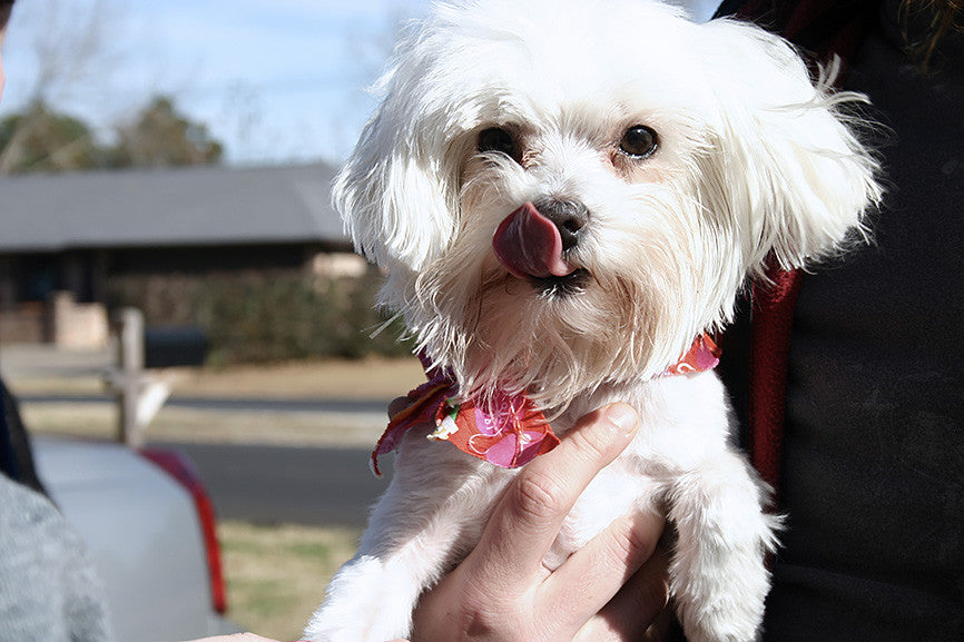 Maltese Tear Stains Treatment & Prevention Petpost Petpost™