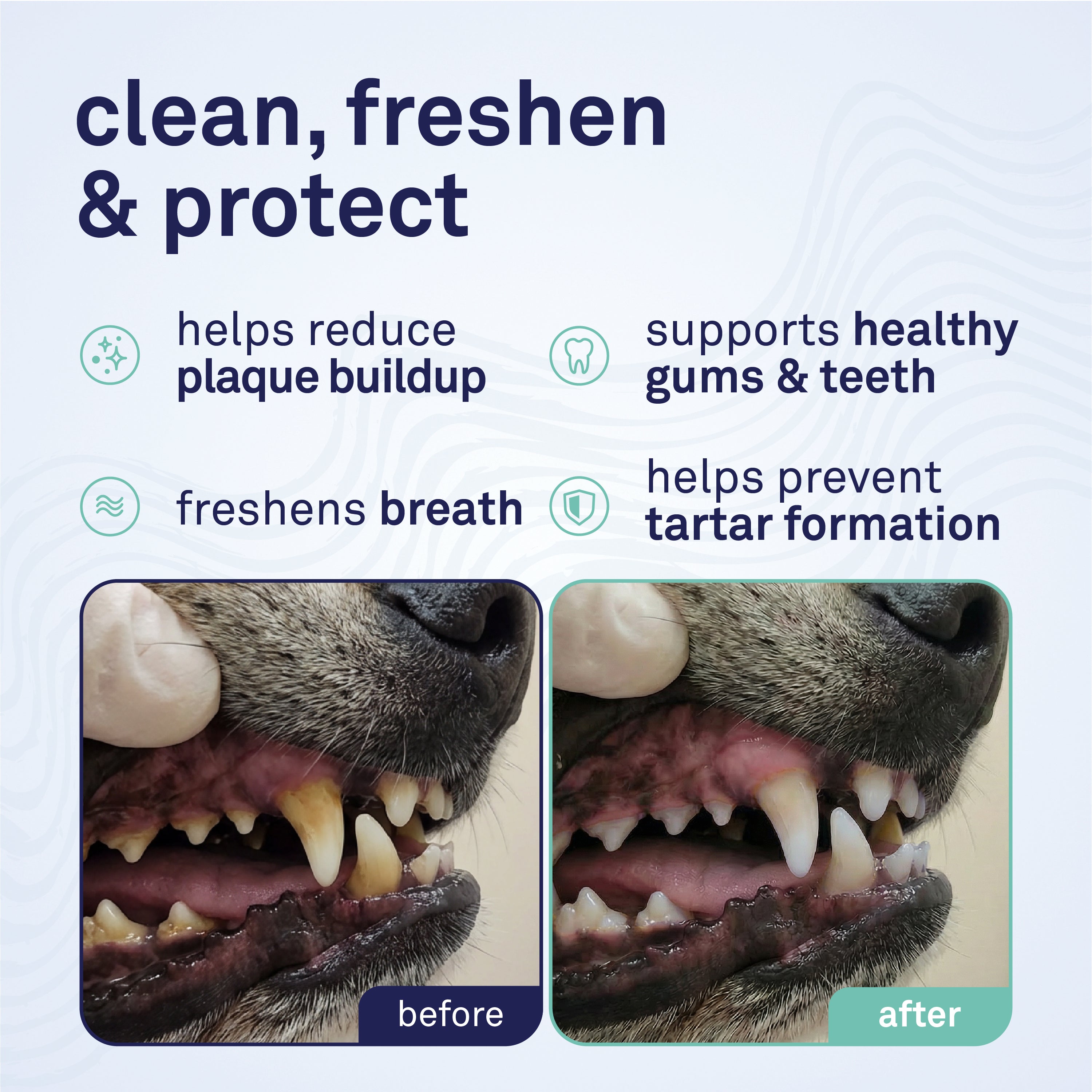 Petpost Dental Solution for Dogs - Water Additive for Bad Breath & Plaque - Apple, Peppermint & Spearmint - Brush-Free Daily Tooth Cleaning - 16 oz