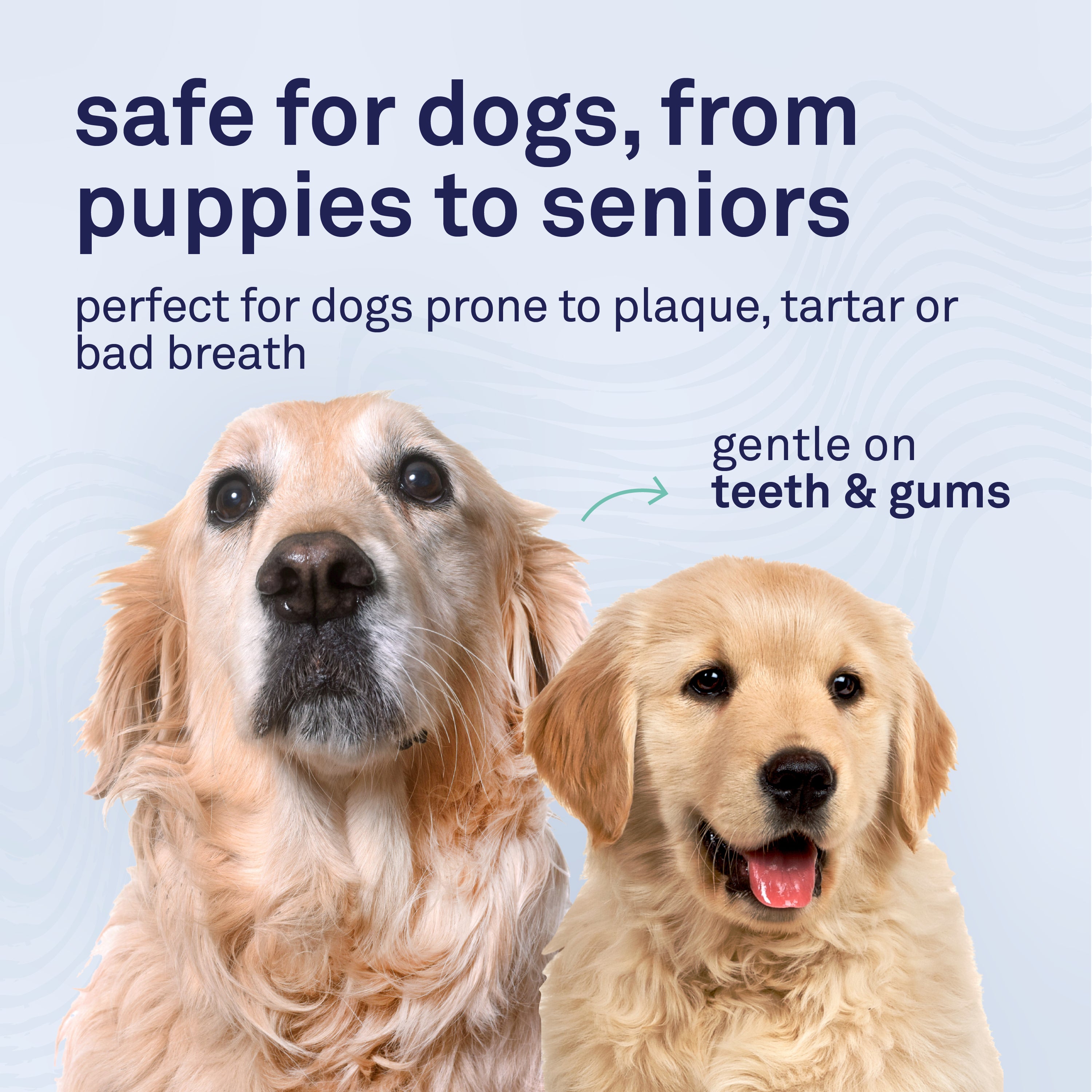 Petpost Dental Solution for Dogs - Water Additive for Bad Breath & Plaque - Apple, Peppermint & Spearmint - Brush-Free Daily Tooth Cleaning - 16 oz