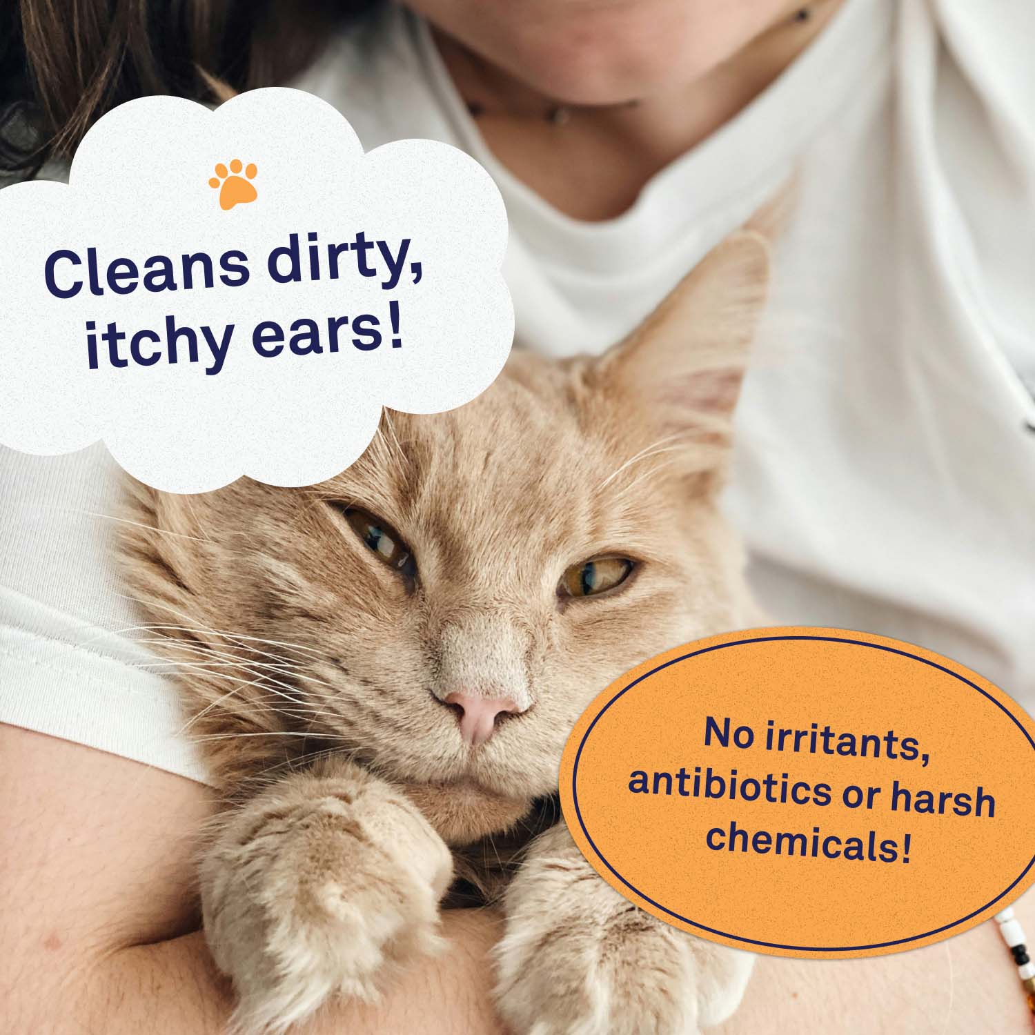 Natural cat ear infection remedies best sale