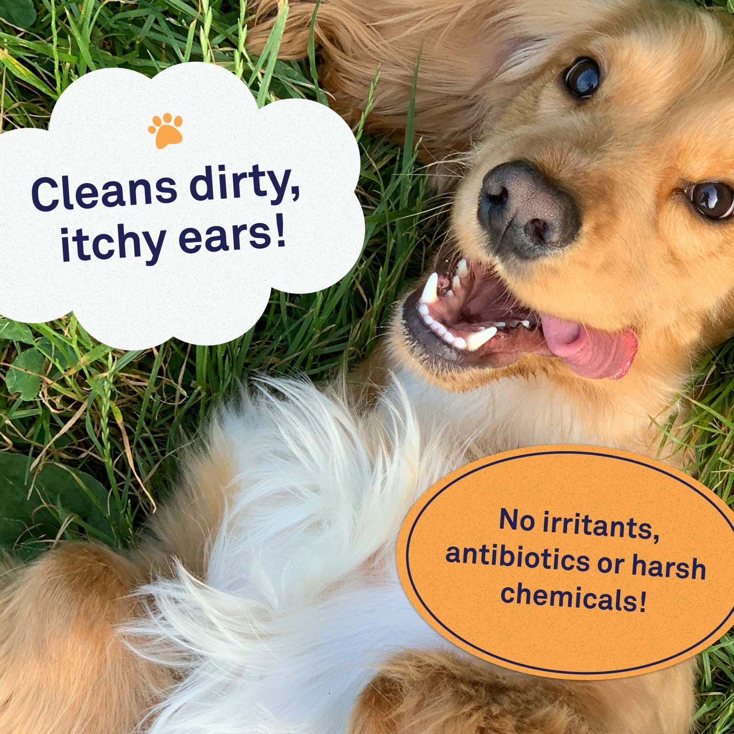 Dog Sensitive Ear Cleaning Wipes At Home photo