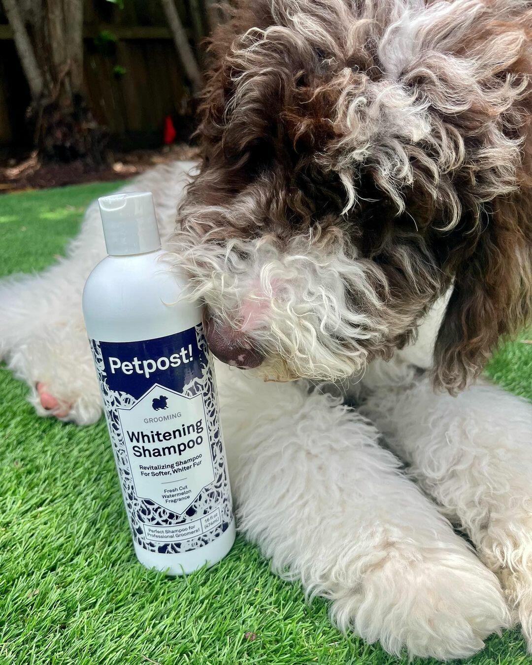 Best whitening shampoo for bichon frise best sale