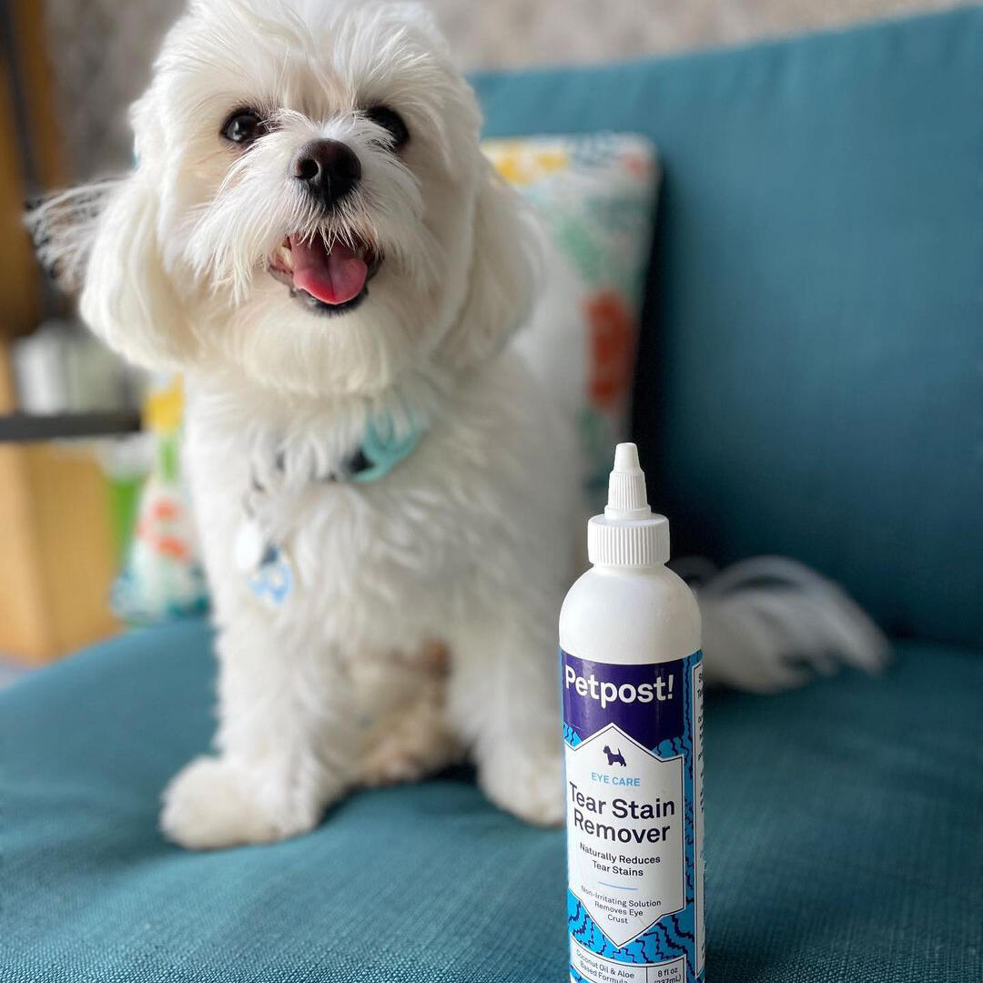 Best puppy tear stain remover best sale