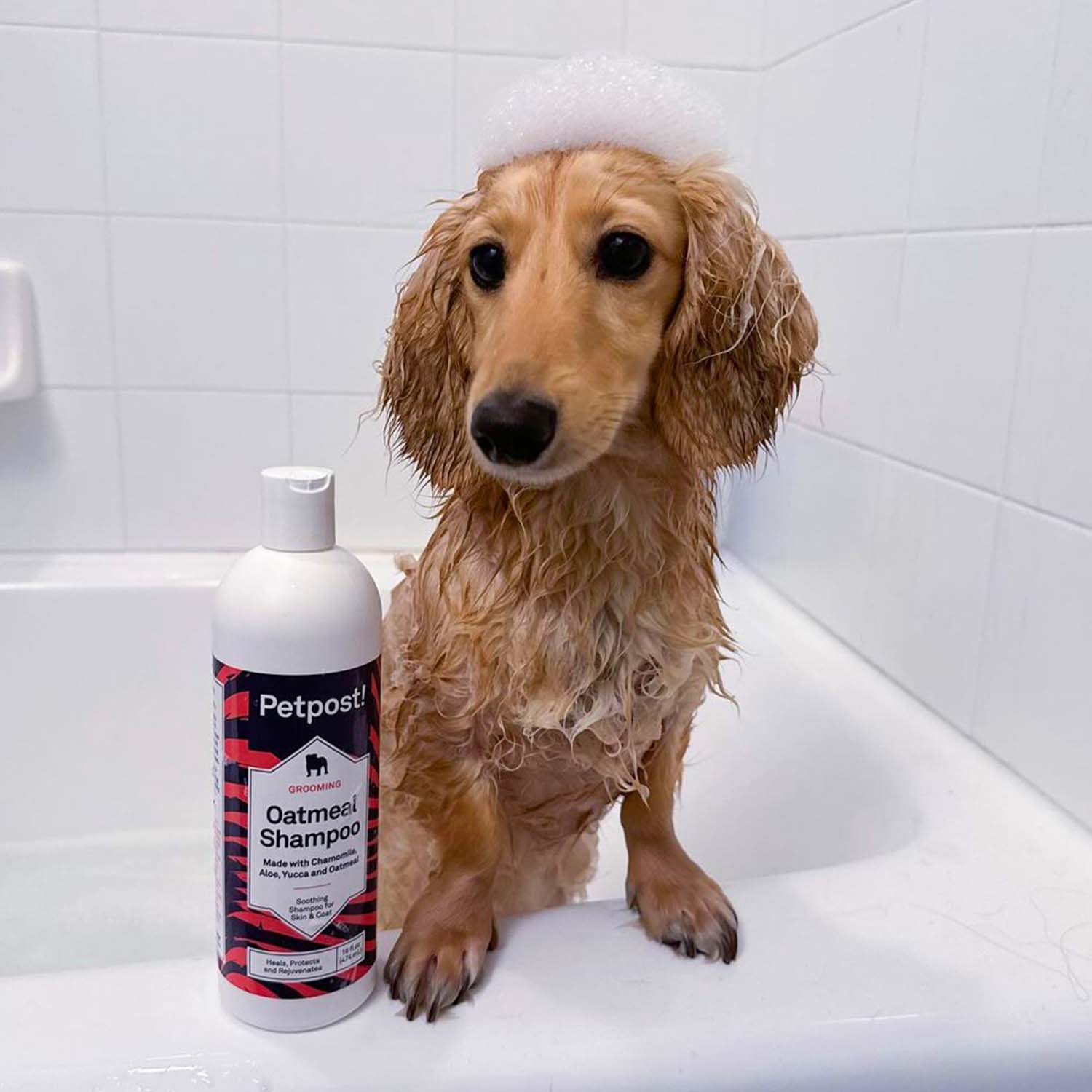 Oatmeal Shampoo by Petpost for grooming dogs