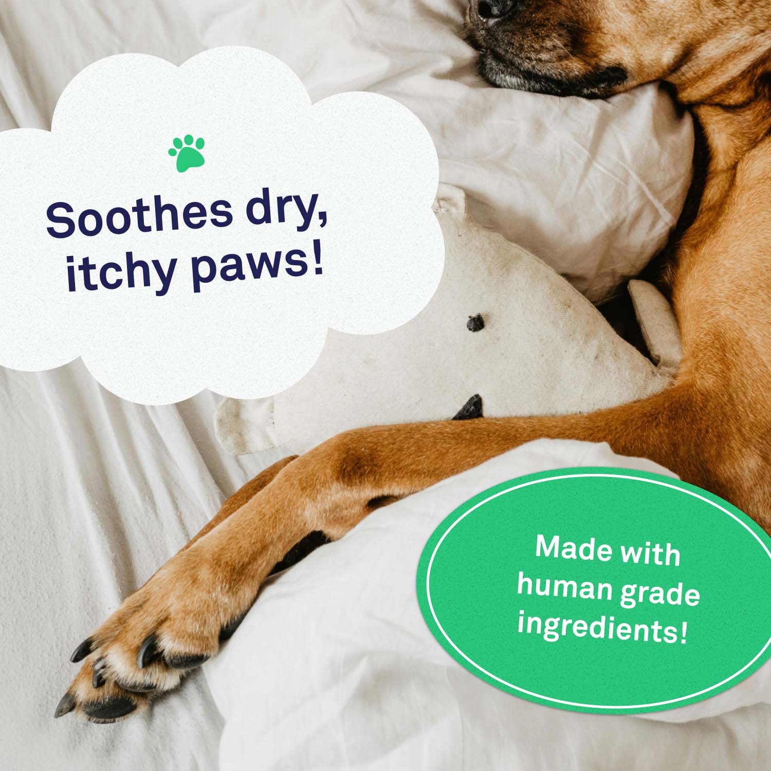 Paw Balm by Petpost for grooming dogs