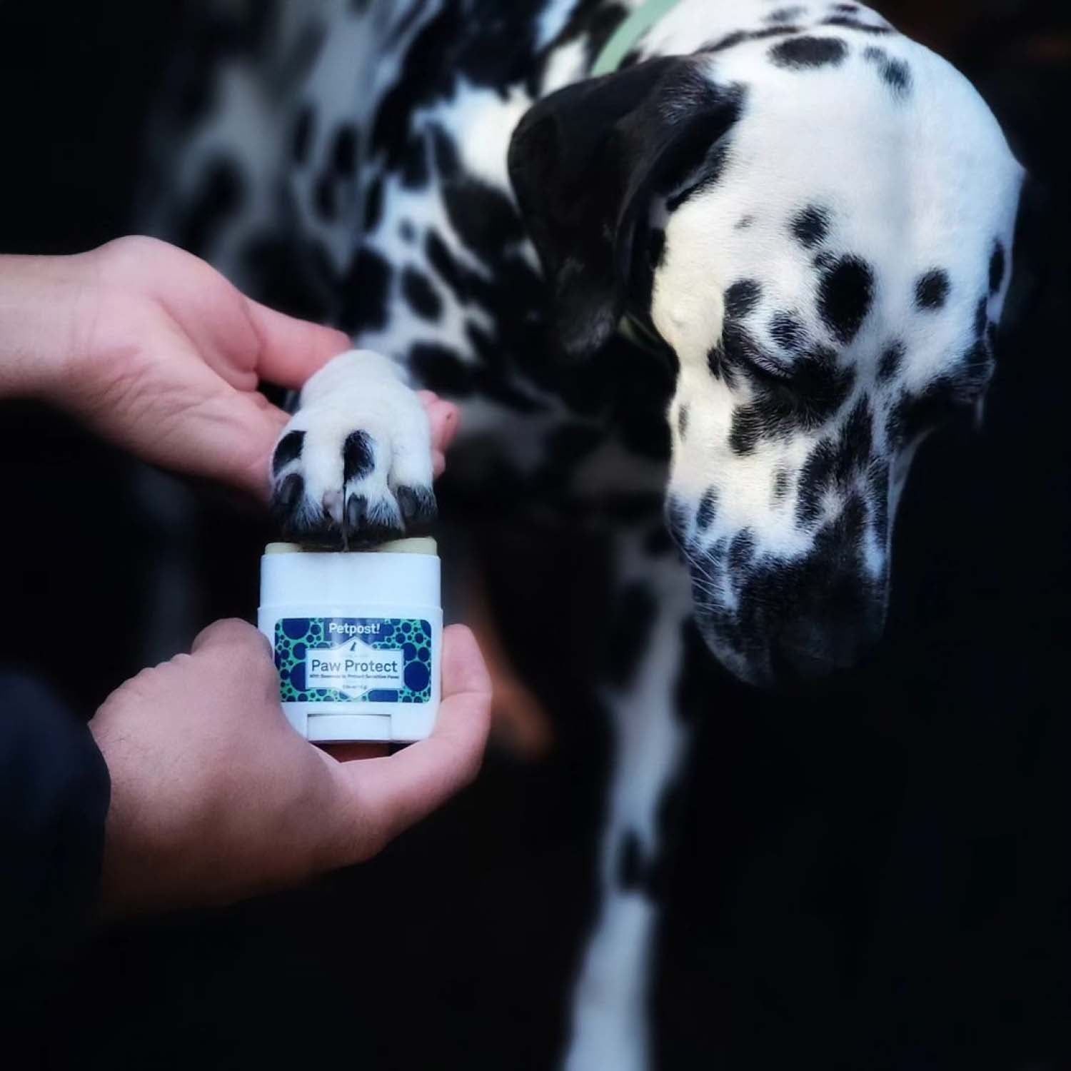 Paw Protect by Petpost for grooming dogs