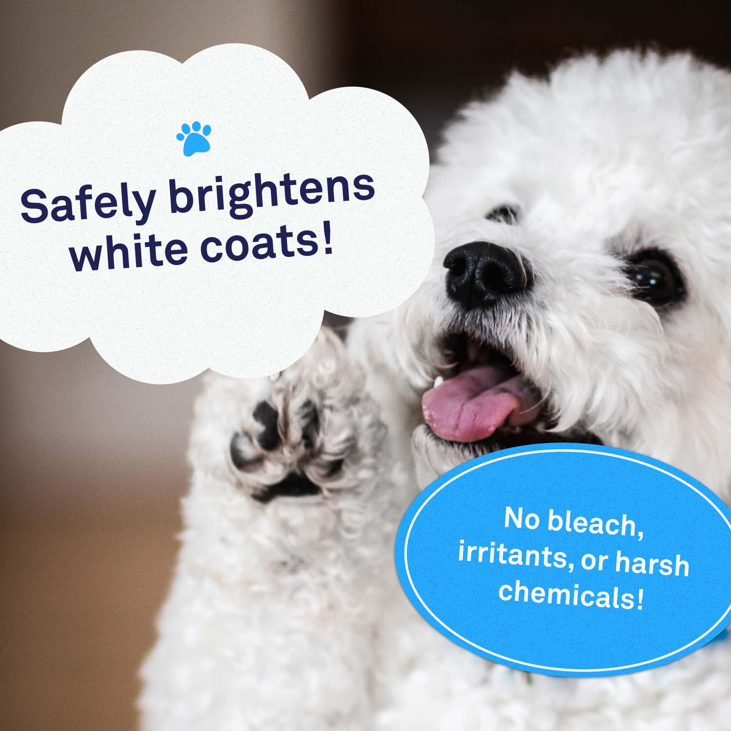 Whitening shops shampoo for maltese